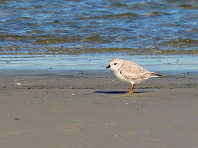 Piping Plover by Simon Thompson